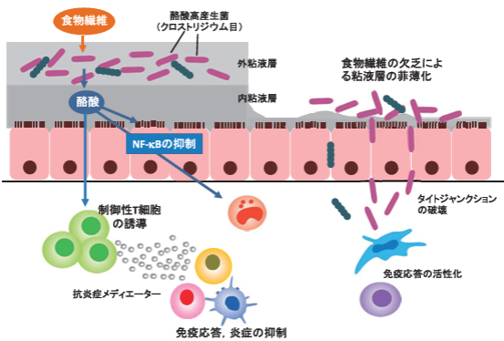 【生理】リーキーガット症候群　～原因不明の症状たち～